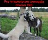 Terapia