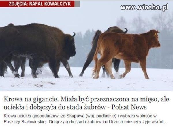 Krowa na gigancie