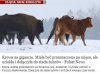 Krowa na gigancie