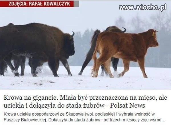 Krowa na gigancie