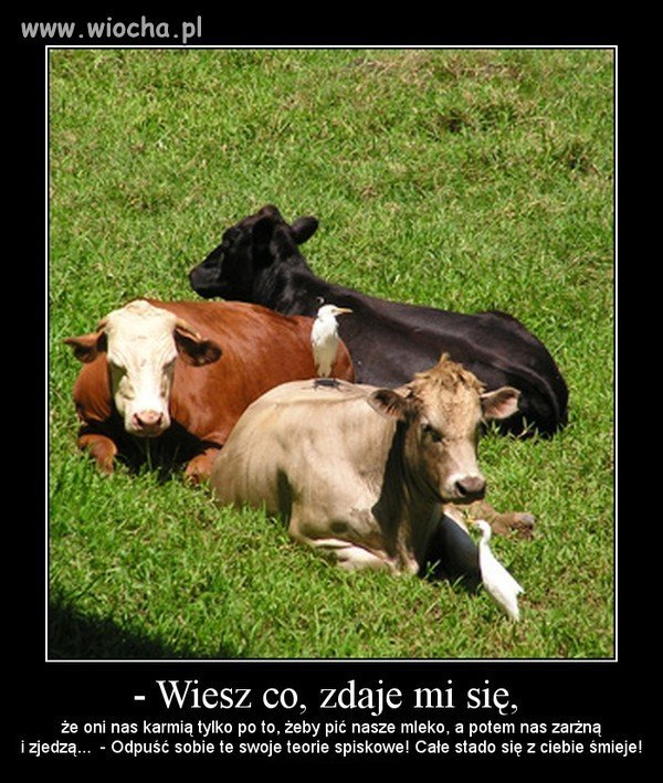 Wierzysz