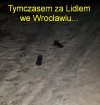 Tymczasem za Lidlem we Wrocławiu...