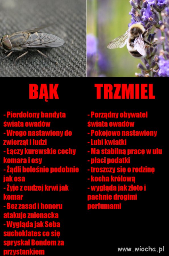 Prawdziwy bąk