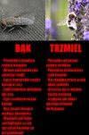 Prawdziwy bąk