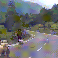 Animal Planet
