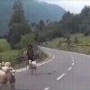 Animal Planet