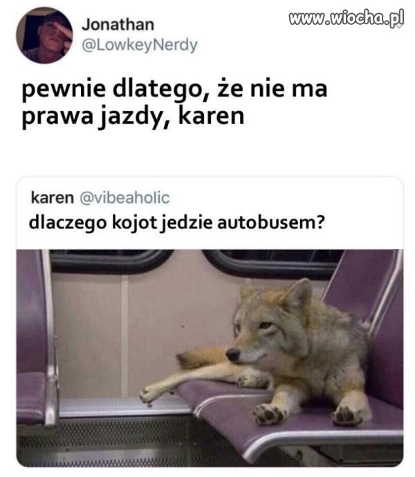 O kojocie, który jeździł autobusem