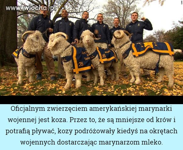 Rozumiem ciapate