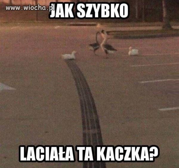 Najszybsza kaczka na świecie