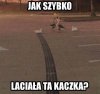Najszybsza kaczka na świecie