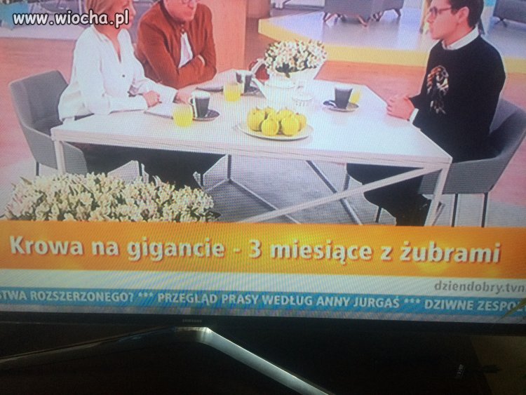 Krowa na gigancie