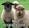 Strzeżcie się fałszywych proroków
