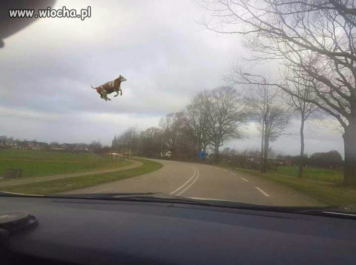 A tymczasem w Holandii 