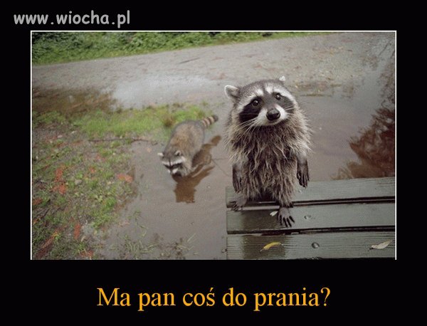 Szopy już tak mają