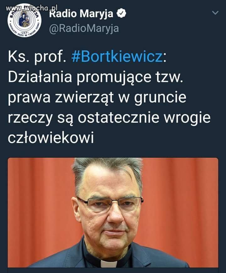 Jeszcze was dziwią porzucone psy?