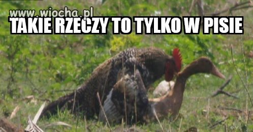 Kogutek