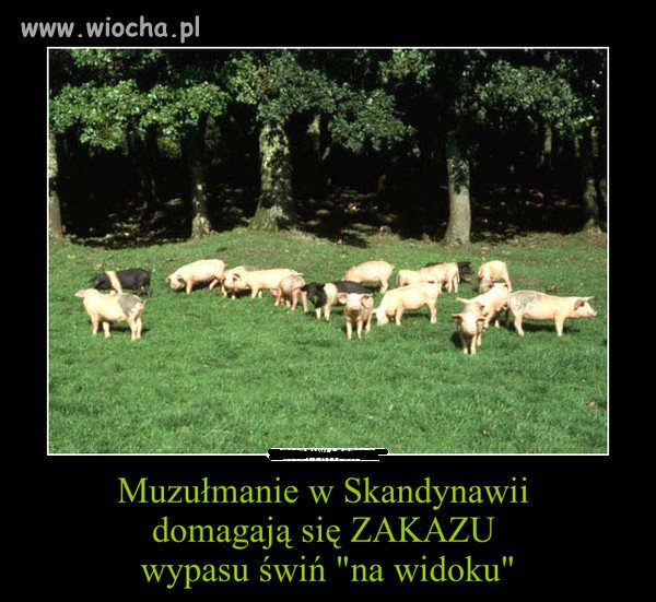 Weź pan schowaj te świnie!