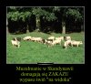 Weź pan schowaj te świnie!