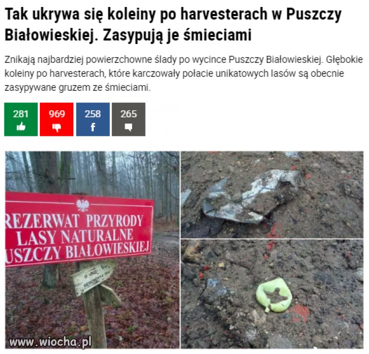 Nie dało się puszczy w pień wyciąć? 