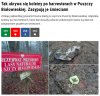 Nie dało się puszczy w pień wyciąć? 
