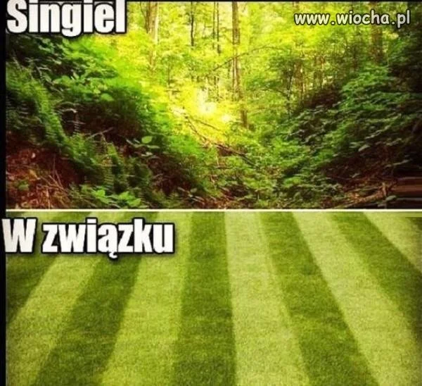 W związku