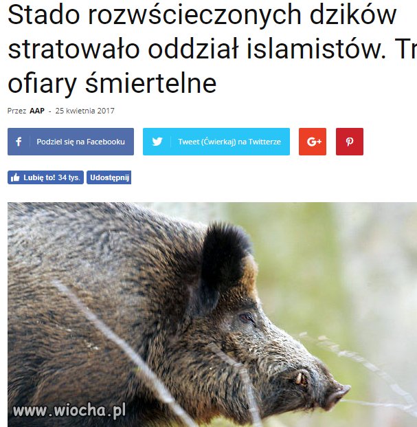 Partia dzików wzięła sprawy w swoje racie