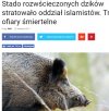 Partia dzików wzięła sprawy w swoje racie