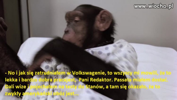 Praca w Volkswagenie