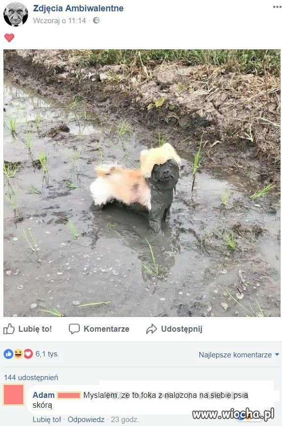 Mały pieseł