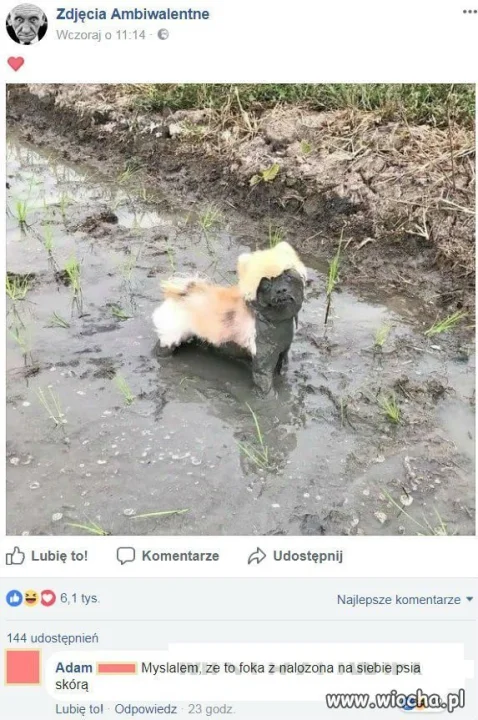 Mały pieseł
