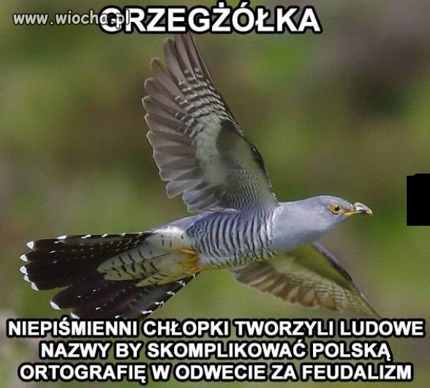 Początki polskiej