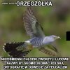 Początki polskiej