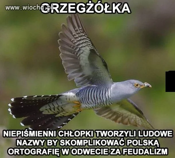 Początki polskiej