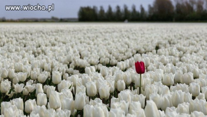 Zawsze się znajdzie ktoś kto nie pasuje do ogółu