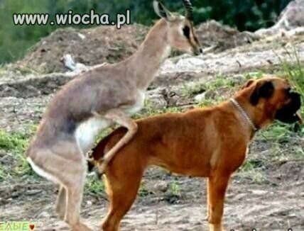 A co nie jest dozwolone?