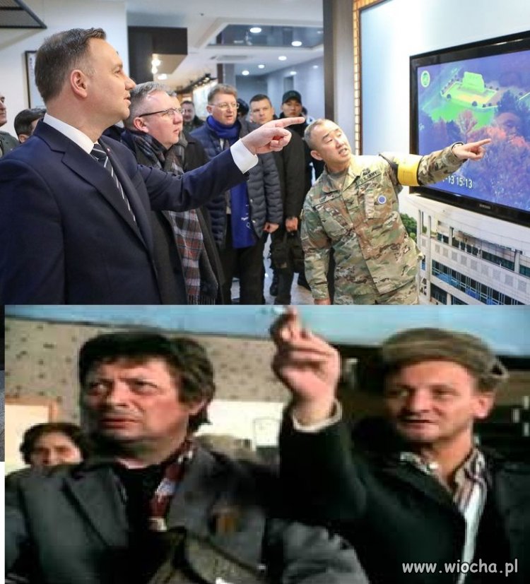 Bareja wiecznie żywy