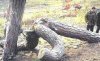 Natura