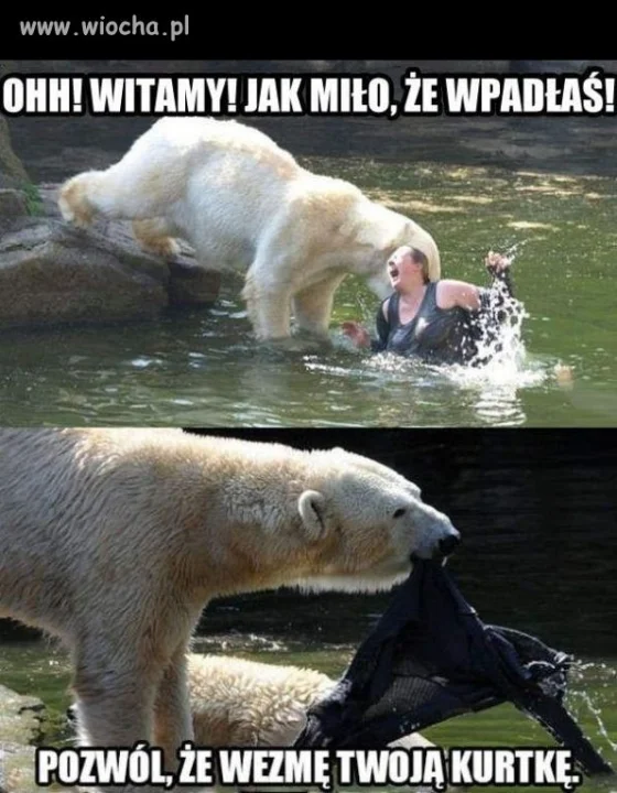 Dobry ziomek misiu