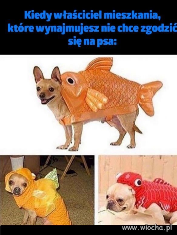 Trzeba sobie radzić
