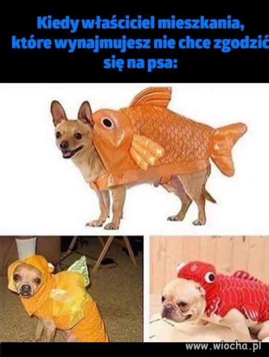 Trzeba sobie radzić