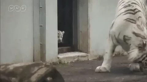Booo 