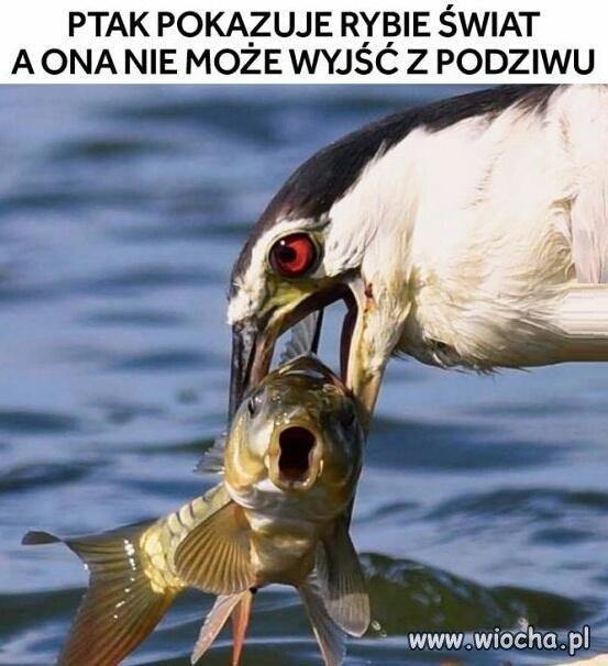 Dobry ziomek