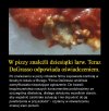 Dostali dodatkową porcję mięsa...