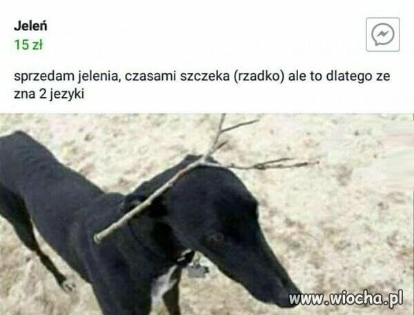 Jeleń