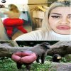 Glonojad i pawian w jednym