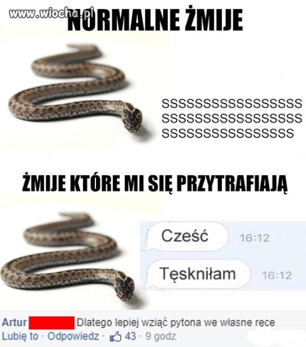 Żmije.