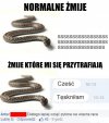 Żmije.