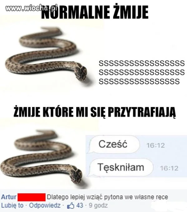 Żmije.