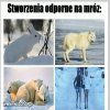 Zima zima 