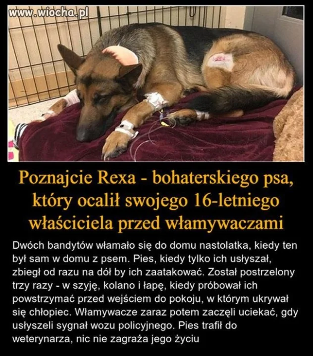 Kiedy próbujesz okraść dom